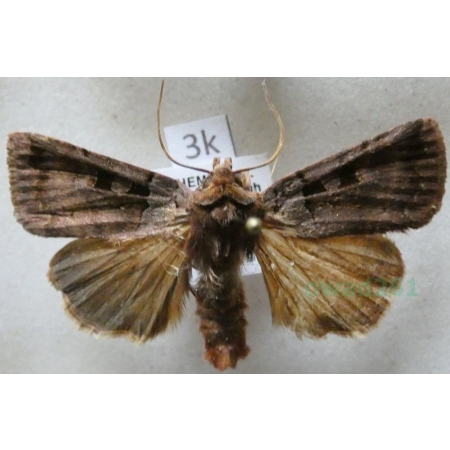 Xestia stigmatica (Hübner, 1813) Rolnica Czech3k